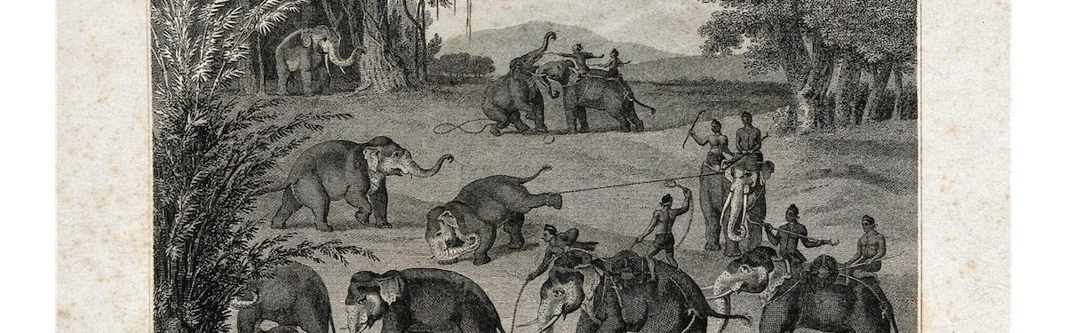 The Elephant Hunt by Singey Bey, presented as a Gift to King Bodawpaya